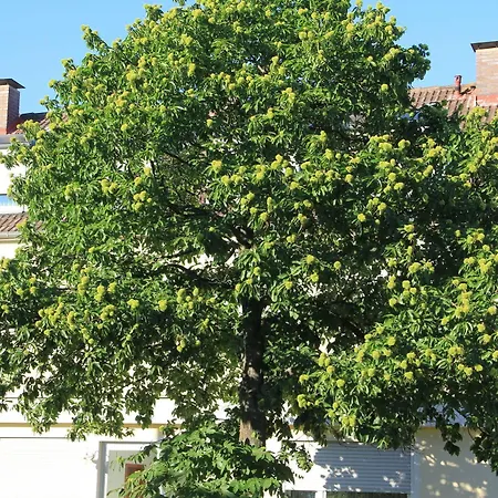 Westend Отель